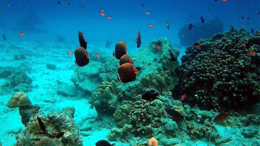 Surga Tersembunyi di Ujung Barat: Menyelami Keindahan Taman Laut Pulau Rubiah