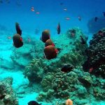 Surga Tersembunyi di Ujung Barat: Menyelami Keindahan Taman Laut Pulau Rubiah