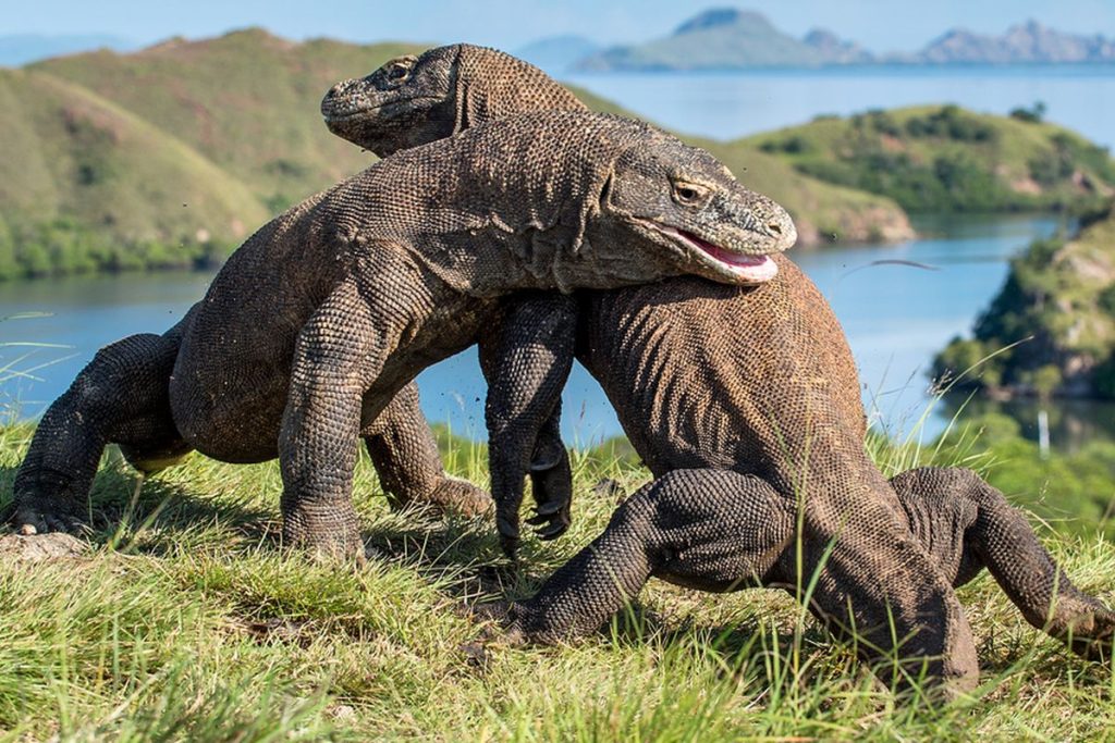 Rahasia Waktu Terbaik Mengunjungi Taman Nasional Komodo: Panduan Liburan Impian ke Habitat Naga Purba
