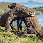 Rahasia Waktu Terbaik Mengunjungi Taman Nasional Komodo: Panduan Liburan Impian ke Habitat Naga Purba