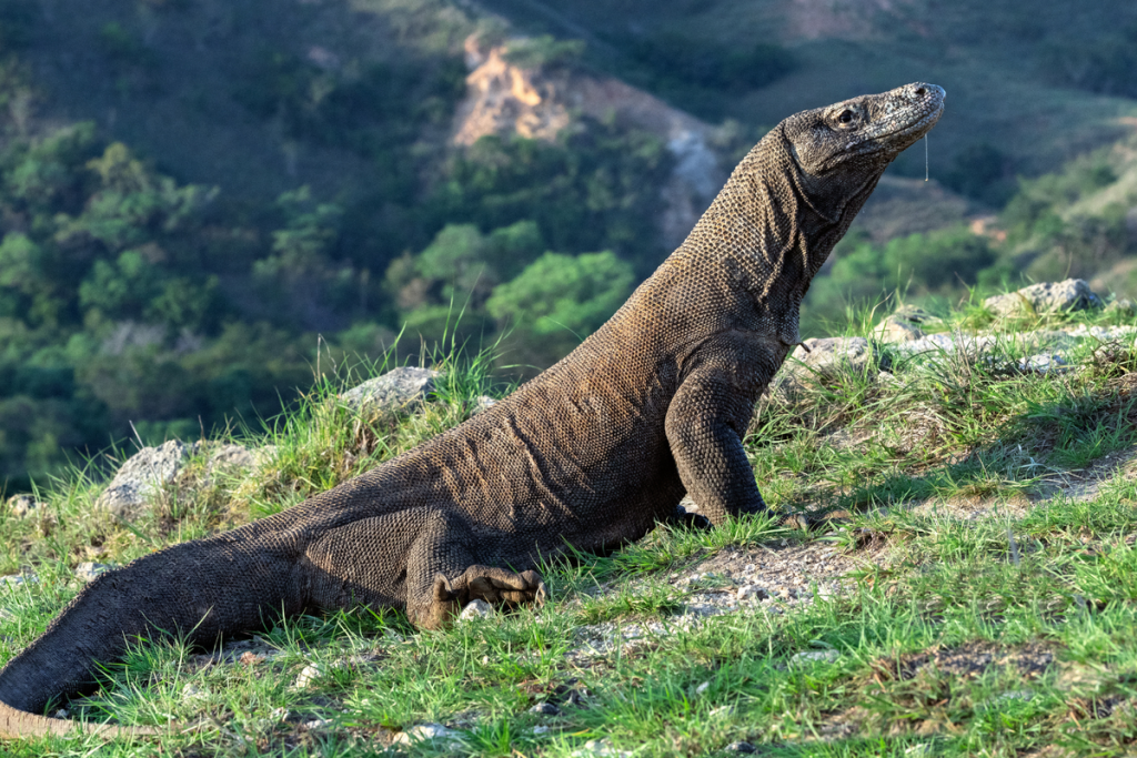Menelusuri Jejak Sang Naga Purba: Pengalaman Mengesankan Bertemu Komodo di Habitat Aslinya