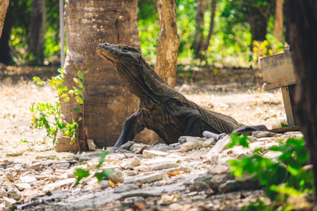Pulau Komodo: Pesona Eksotis Dunia yang Tersembunyi di Timur Indonesia