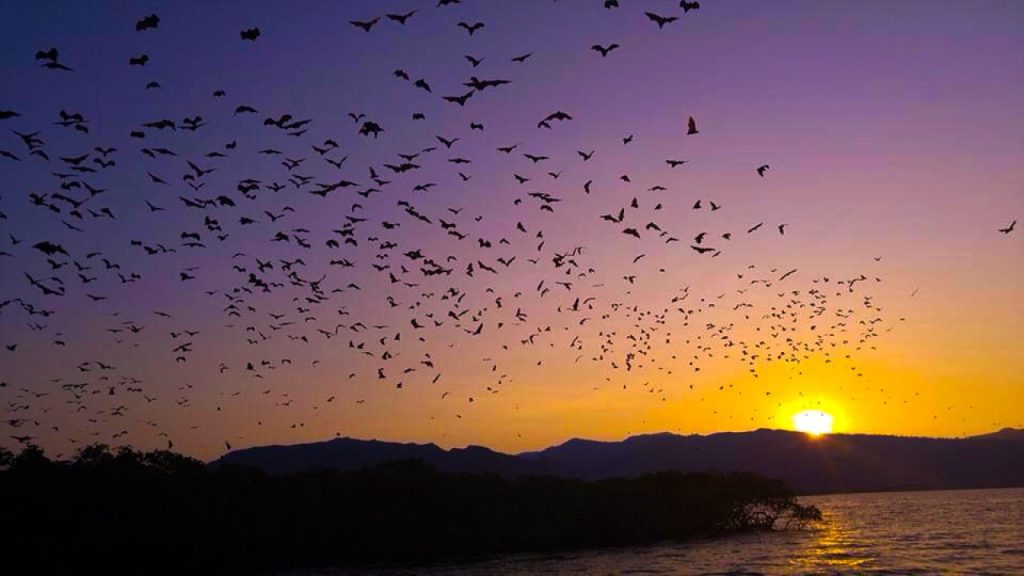Magis Senja di Pink Beach: Menyelami Keindahan Sunset di Surga Tersembunyi Pulau Komodo