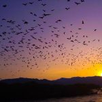 Magis Senja di Pink Beach: Menyelami Keindahan Sunset di Surga Tersembunyi Pulau Komodo