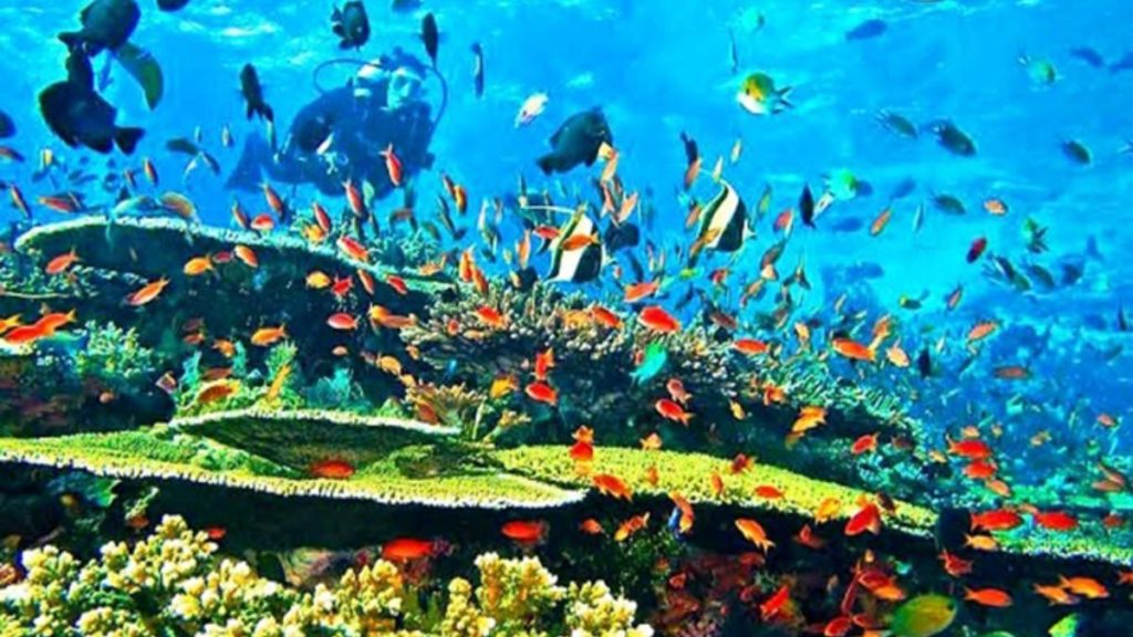 Menyelami Keajaiban Laut Alor: Surga Bawah Air di Timur Nusa Tenggara