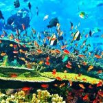 Menyelami Keajaiban Laut Alor: Surga Bawah Air di Timur Nusa Tenggara