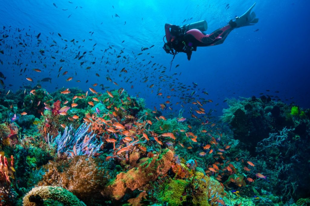 5 Surga Snorkeling di Alor: Menyelami Keajaiban Bawah Laut yang Tak Terlupakan