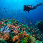 5 Surga Snorkeling di Alor: Menyelami Keajaiban Bawah Laut yang Tak Terlupakan