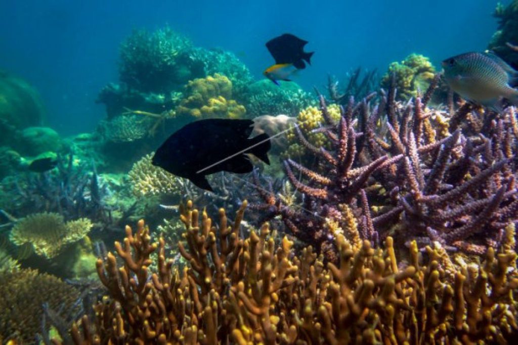 Eksplorasi Wisata Bahari Pulau Alor: Menyelami Pesona Laut yang Tak Tergantikan