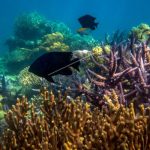Eksplorasi Wisata Bahari Pulau Alor: Menyelami Pesona Laut yang Tak Tergantikan