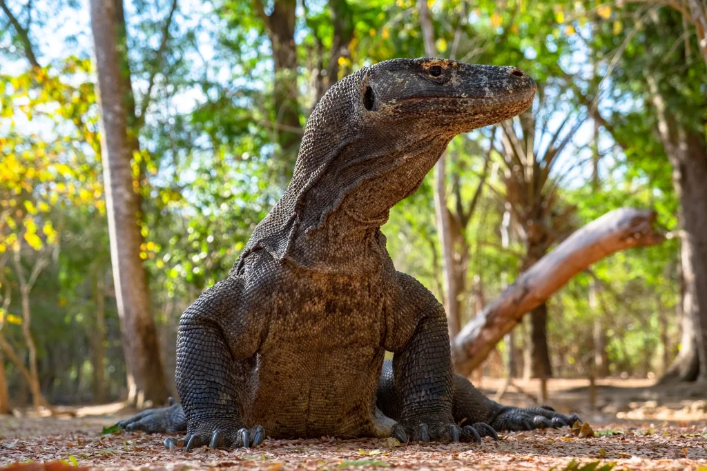Magnet Pulau Komodo: Di Antara Jejak Naga dan Rindu yang Tak Pernah Selesai