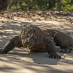Panduan Liburan ke Pulau Komodo: 10 Tips Jitu untuk Pengalaman Seru dan Tak Terlupakan!