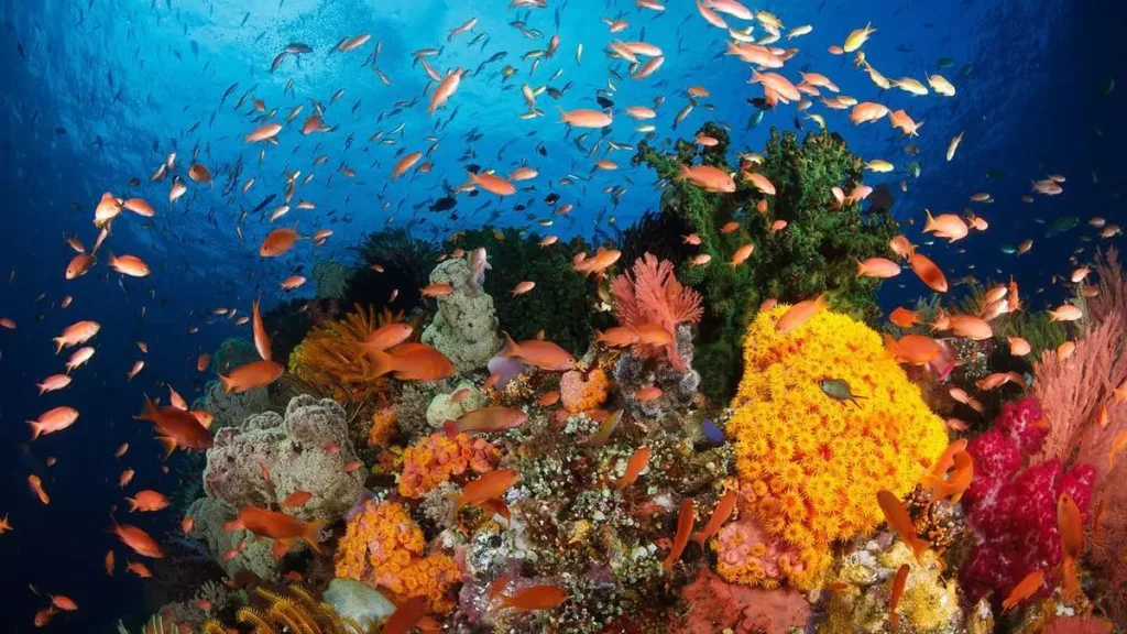 Bunaken: Surga Terumbu Karang Terindah di Dunia yang Wajib Kamu Jelajahi