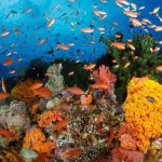Bunaken: Surga Terumbu Karang Terindah di Dunia yang Wajib Kamu Jelajahi