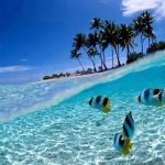 Keajaiban Tersembunyi di Timur Indonesia: Pesona Taman Laut Bunaken yang Mendunia