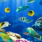 Penjaga Laut Bunaken: Kisah Perjuangan Menyelamatkan Surga Bawah Air