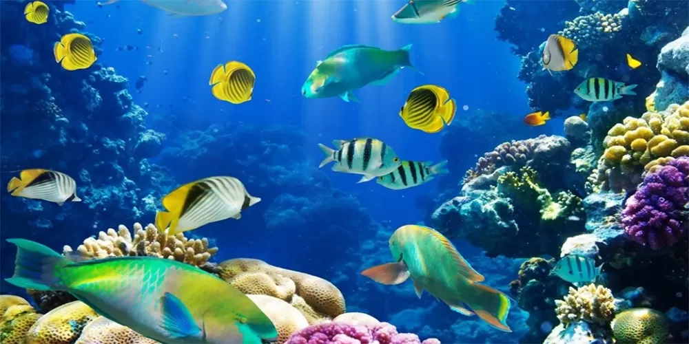 Penjaga Laut Bunaken: Kisah Perjuangan Menyelamatkan Surga Bawah Air