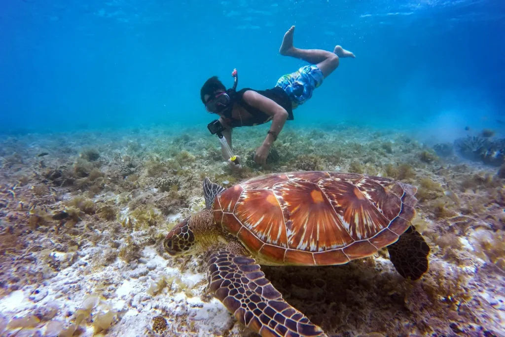 Bunaken di Bawah Permukaan: Panduan Snorkeling Lengkap untuk Pemula yang Ingin Terkesima