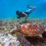 Bunaken di Bawah Permukaan: Panduan Snorkeling Lengkap untuk Pemula yang Ingin Terkesima